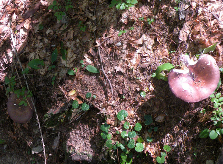 Russula integra?